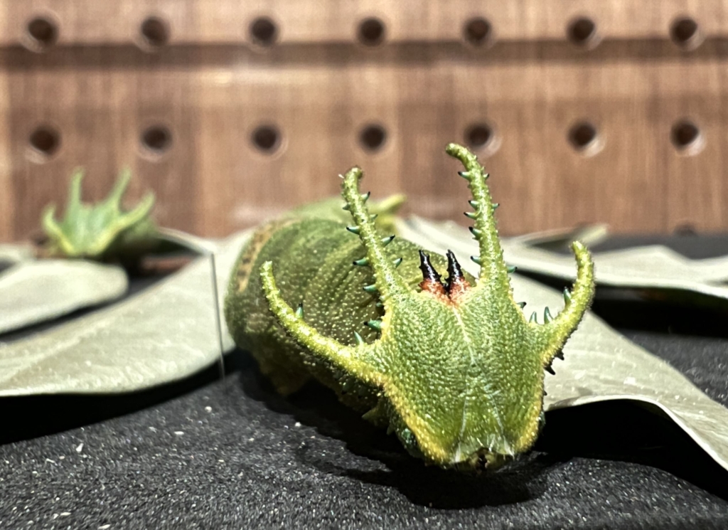臺博館「島嶼飛行—臺灣蝶蛾生存記」特展 看見鱗翅的奇幻旅程，展開一場關於生命與共生的飛行！
