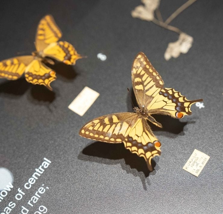 臺博館「島嶼飛行—臺灣蝶蛾生存記」特展 看見鱗翅的奇幻旅程，展開一場關於生命與共生的飛行！