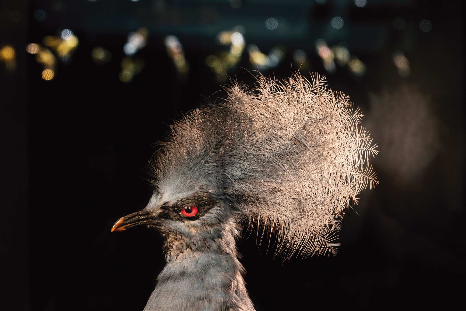 立木義浩，《藍鳳冠鳩》，山階鳥類研究所典藏。（©Yoshihiro Tatsuki）