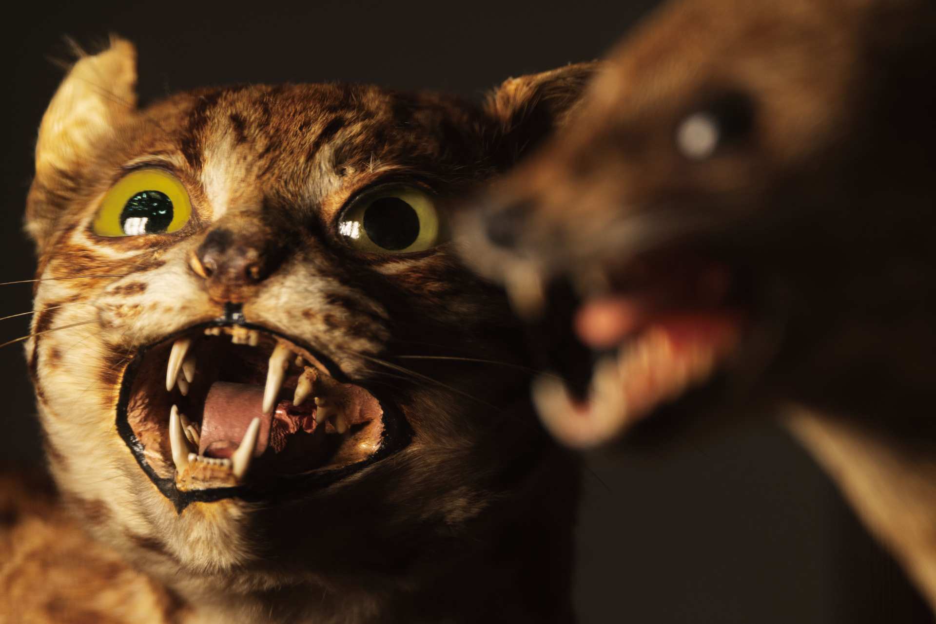 立木義浩，《石虎：剝製標本》，東京大學綜合研究博物館。（©Yoshihiro Tatsuki）