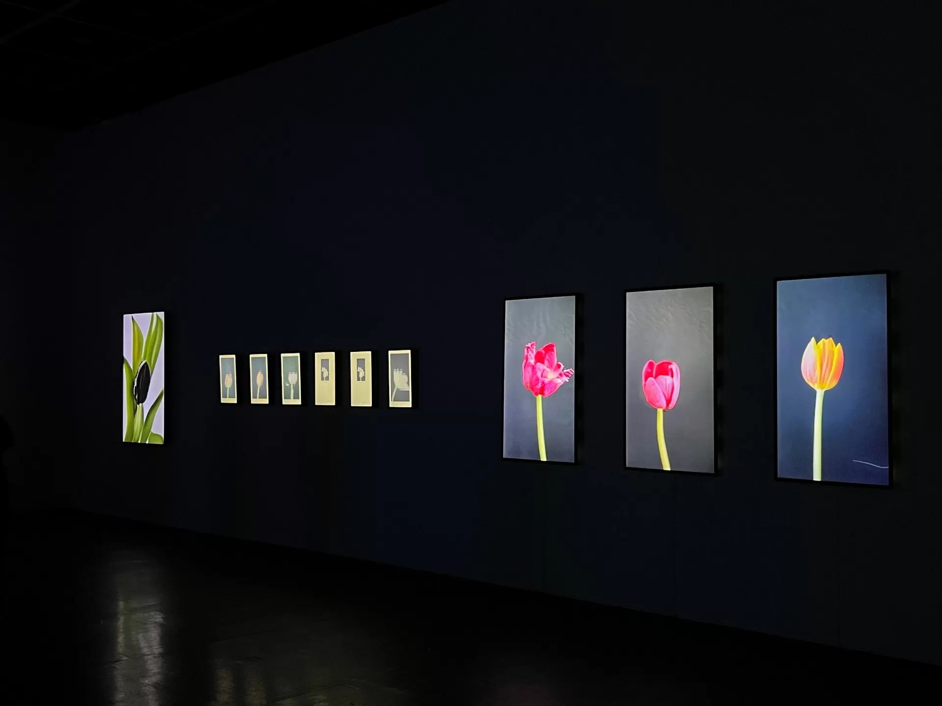 安娜.瑞德勒作品《花葉病毒》、《花的拍賣》曾於台北當代藝術館「你好!人類」中展出。(本刊資料室)