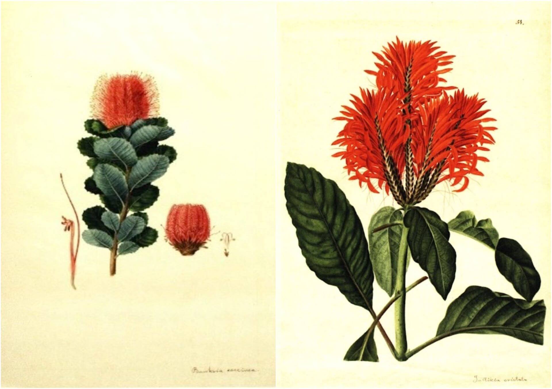 約翰.納普(Johann Knapp),(左)Scarlet Banksia、(右)Justitia cristata Jacq,水彩畫,約52 × 41公分,漢堡藝術與工藝博物館藏。(圖片源自:《Say It with Flowers!…
