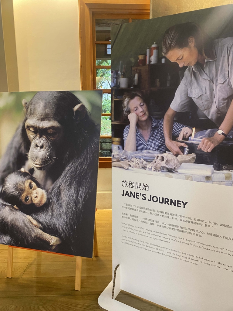 展覽從珍古德博士的旅程開始。一位年輕女性、一本筆記本，以及一顆對世界充滿驚奇的心。母子黑猩猩的影像靜靜守候在旁。