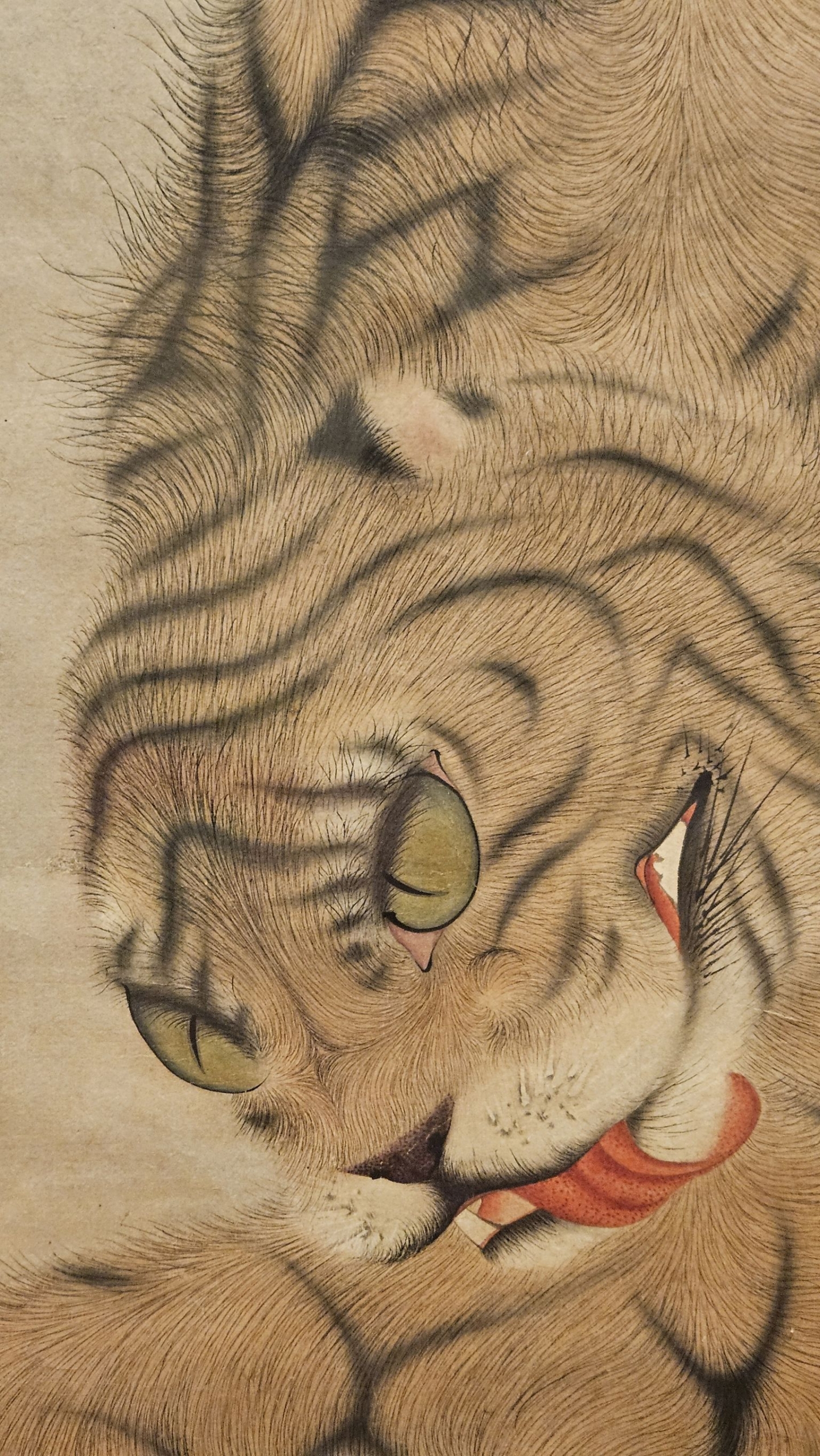 江戶時代（18世紀） 長澤蘆雪〈猛虎圖〉局部，絹本設色，福田美術館藏。6月3日～7月5日展出。攝影／曾信容。