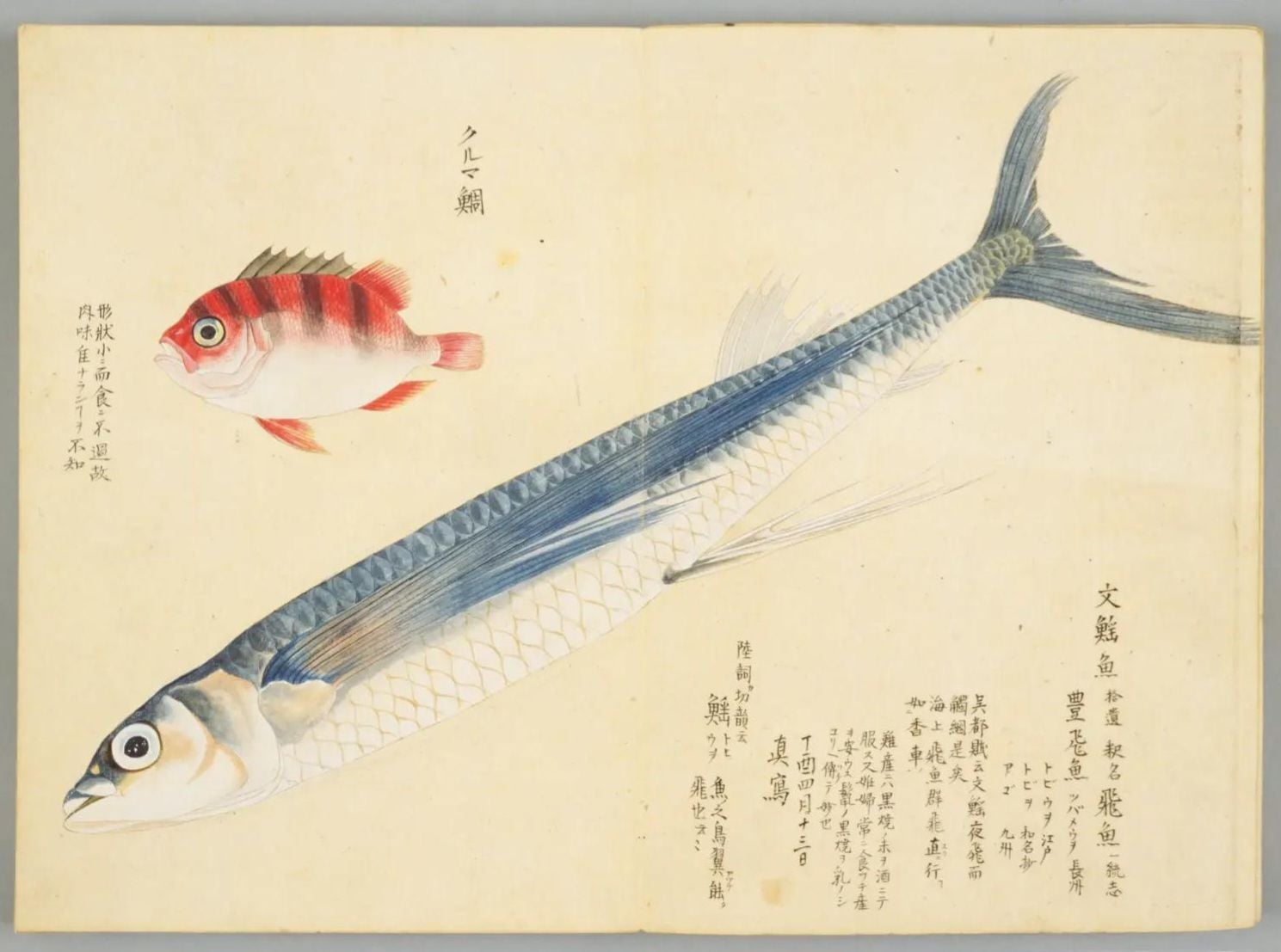 江戶時代 毛利梅園（毛利大江元壽） 《梅園魚譜》其中一頁。圖引自日本國立國會圖書館數位典藏。