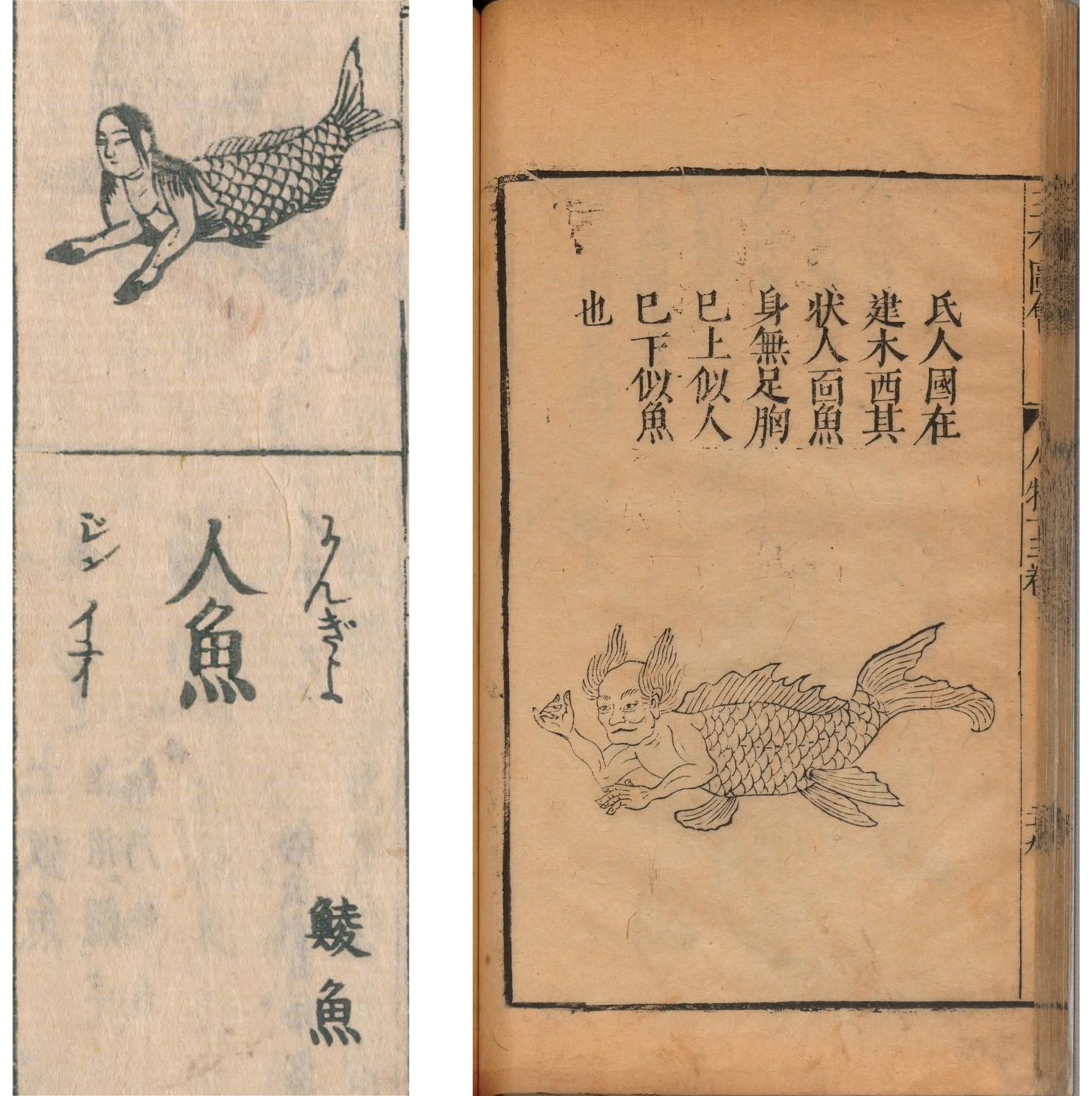 （左）日本江戶時代寺島良安編《和漢三才圖會》中的「人魚」插圖；（右）中國明代王圻編《三才圖會》中的「氐人國」插圖。