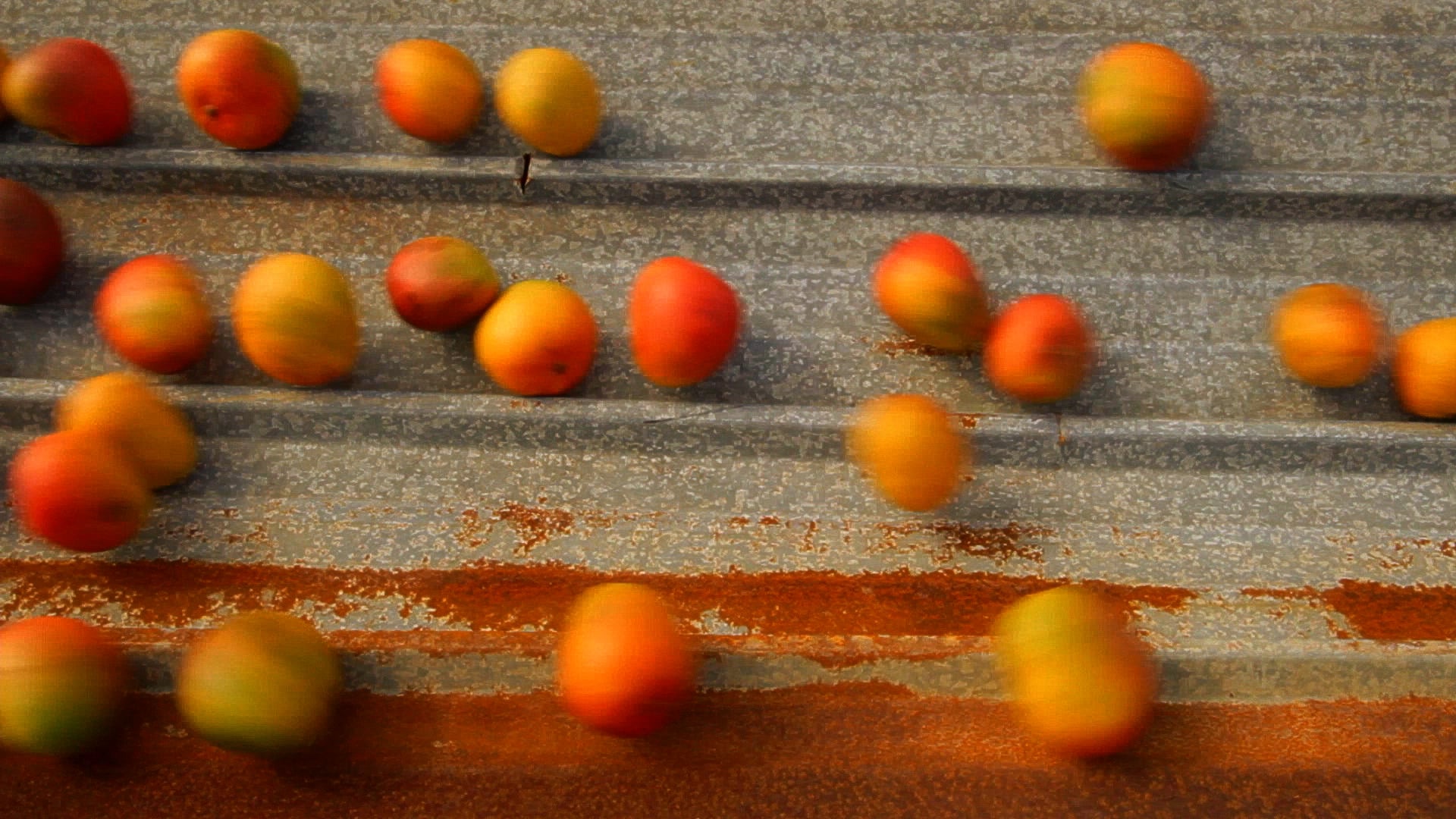 唐娜．康隆 & 喬納森．哈克，《熱帶鋅鳴曲》，2013，單頻道錄像，1分45秒。（圖片來源：藝術家提供）