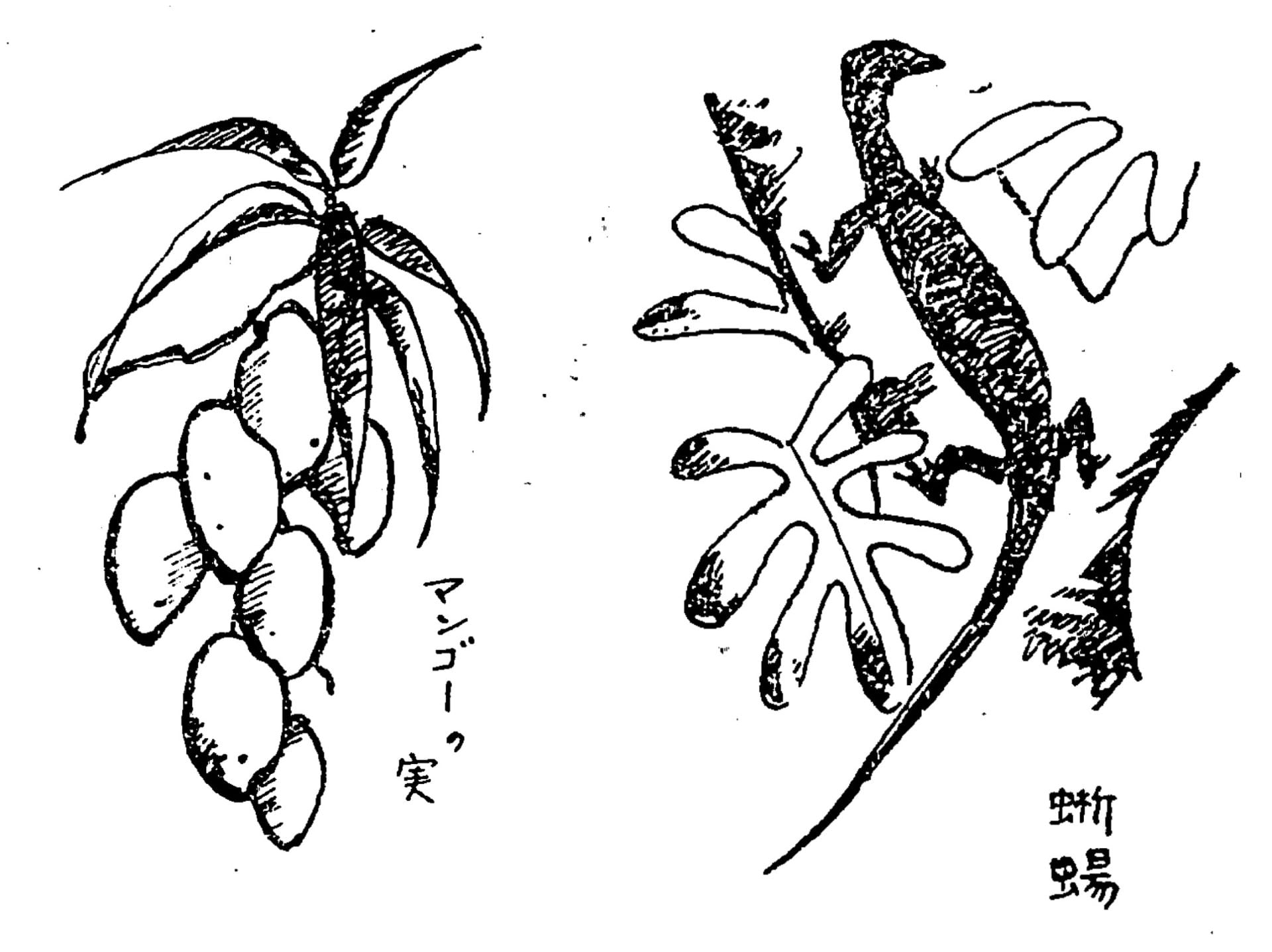 水谷宗弘,〈芒果果實〉、〈蜥蜴〉,1938,分別收錄在〈裏南洋繪畫行腳(一)與(二〉(《祖國》第十卷第十二號、第十一卷第一號)。