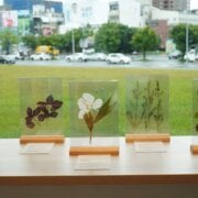 讓香草，讀懂你的生活 ! 臺東縣立圖書館「台東香草圖書館」開展 隨著香氣閱讀自己
