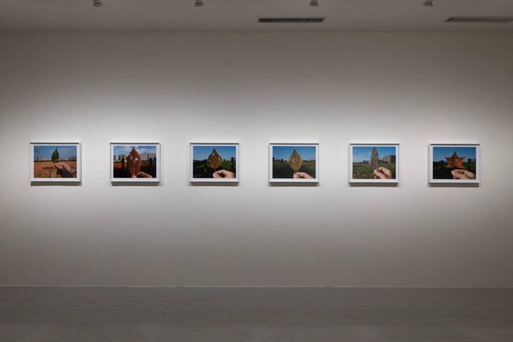 王雅慧,《葉洞》,2011,噴墨輸出、紙,37.5×50 公分 (6),臺北市立美術館典藏。圖像由臺北市立美術館提供。